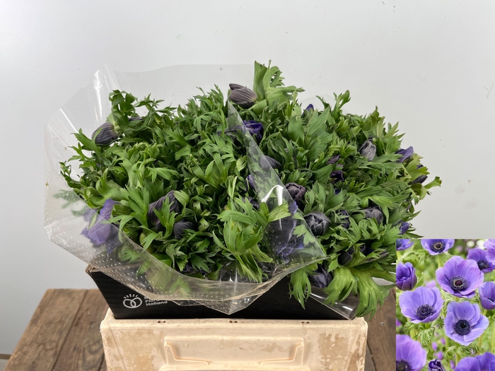 <h4>ANEM CO MAR BLUE</h4>