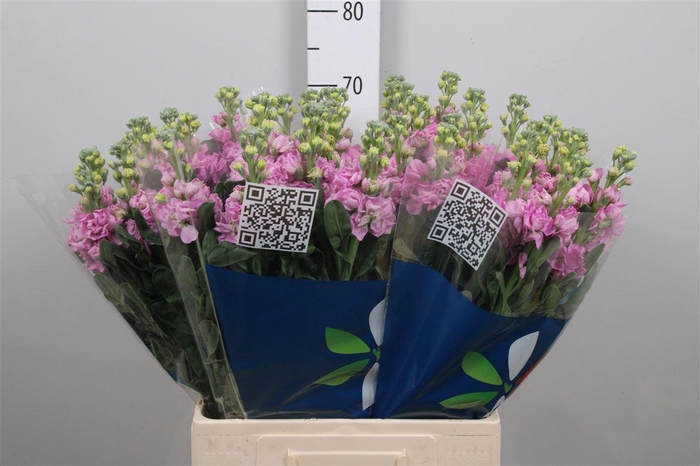 <h4>Matth Iron Pink</h4>