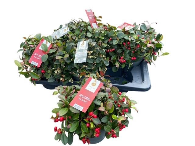 <h4>GAULTH PROCUMBENS</h4>