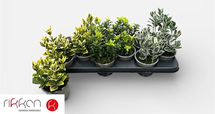 <h4>EUONYMUS JAP GEM</h4>