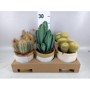 Cactus   ...mix