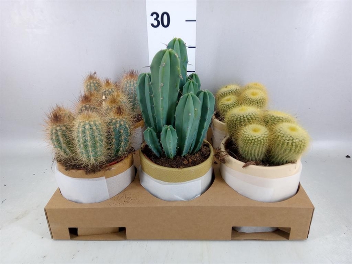 <h4>Cactus ...mix</h4>