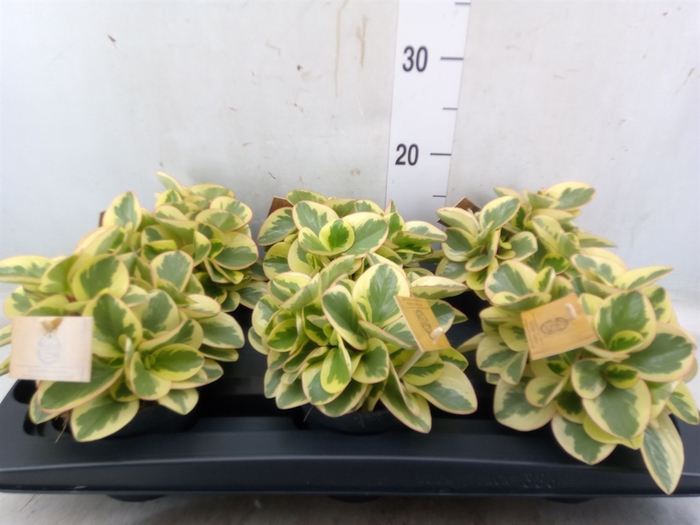 <h4>Peperomia obt. 'Obtipan Bicolor'</h4>