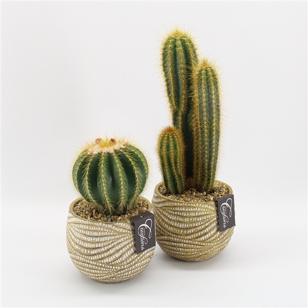 <h4>CTCR-2409 Cactus Essentials</h4>