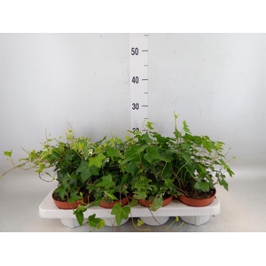 Hedera helix   ...mix 3