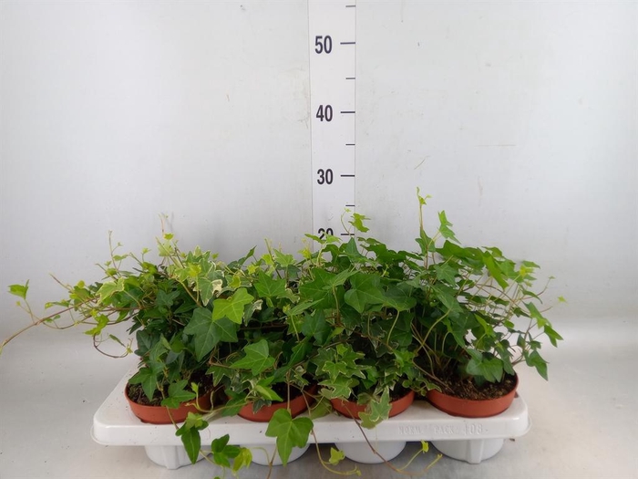 <h4>Hedera helix   ...mix 3</h4>