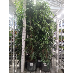 Ficus benja. 'Exotica'