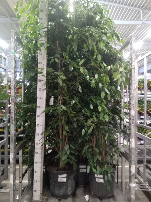 <h4>Ficus benja. 'Exotica'</h4>