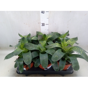 Vriesea gigantea 'Nova'