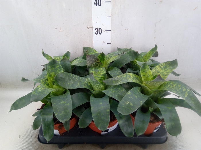 <h4>Vriesea gigantea 'Nova'</h4>