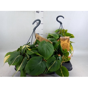 Philodendron scand.