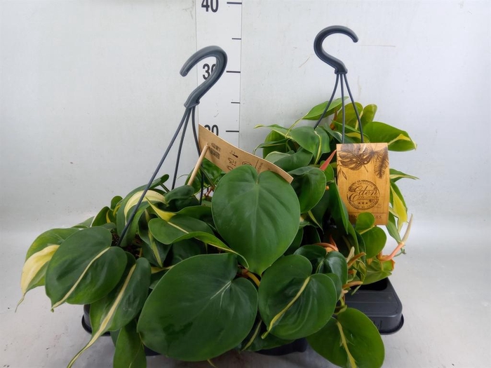 <h4>Philodendron scand.</h4>