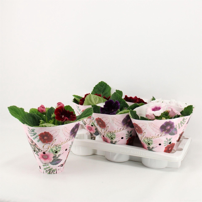 <h4>Sinningia   ...mix</h4>