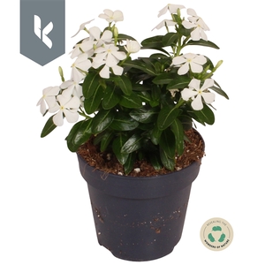 Catharanthus Soirée White