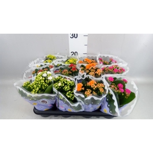 Kalanchoe blos.   ..rosebud mix  5