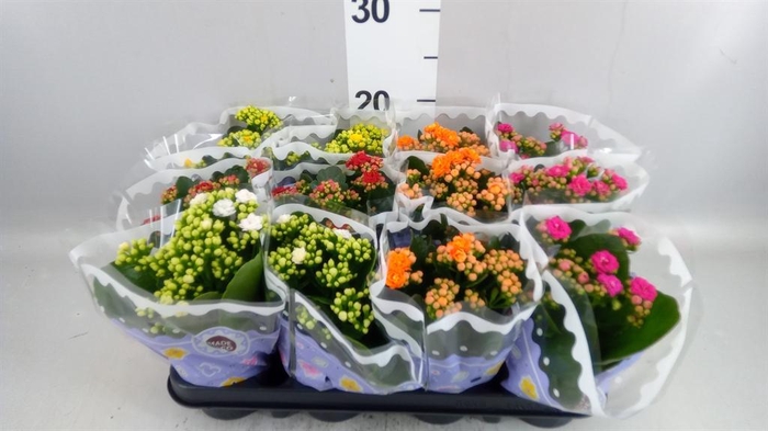 <h4>Kalanchoe blos.   ..rosebud mix  5</h4>