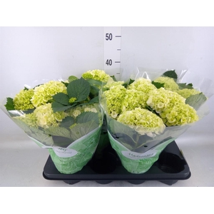 Hydrangea mac. 'Crystal Palace'