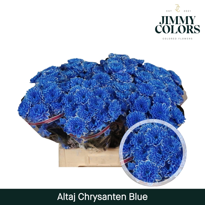 <h4>Chr T Altaj Blue</h4>