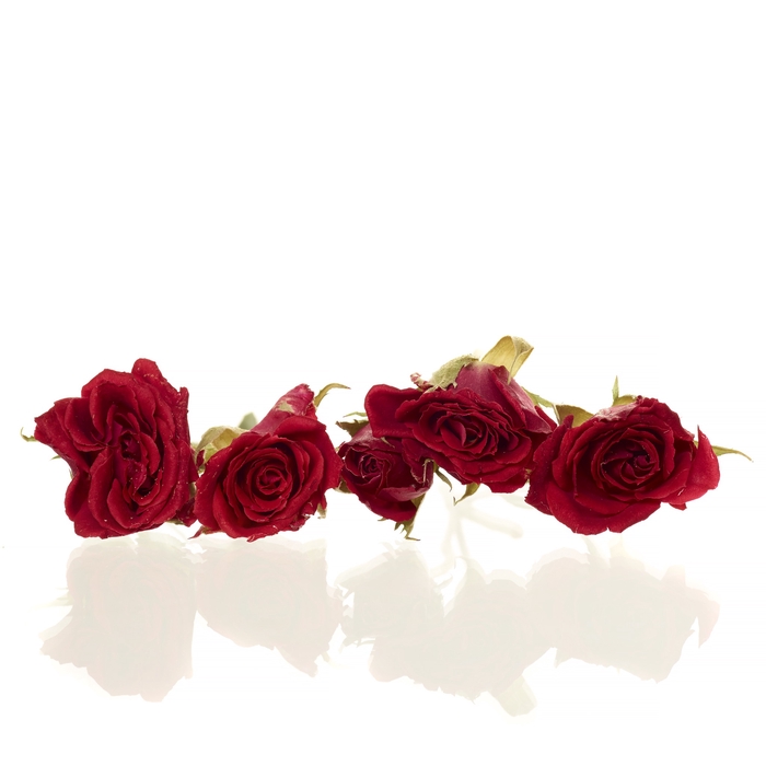 Sprayroses 20pc red