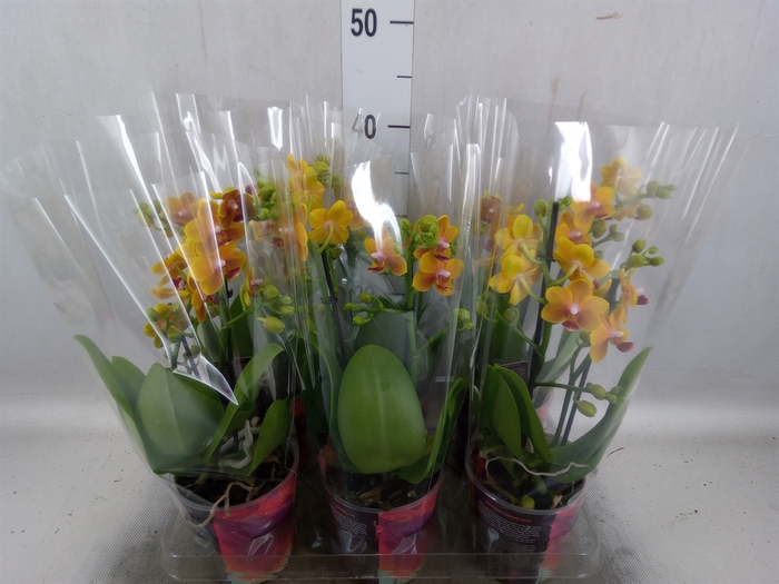 <h4>Phalaenopsis multi.   ...orange</h4>