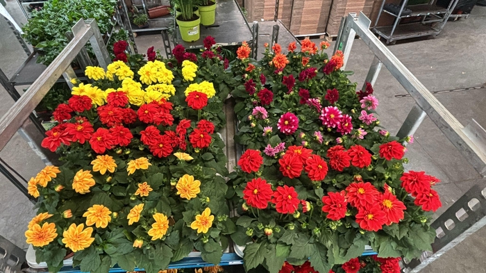 <h4>DAHLIA MIXK 5 KL</h4>