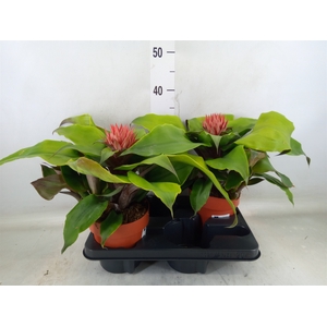 Aechmea tayoensis