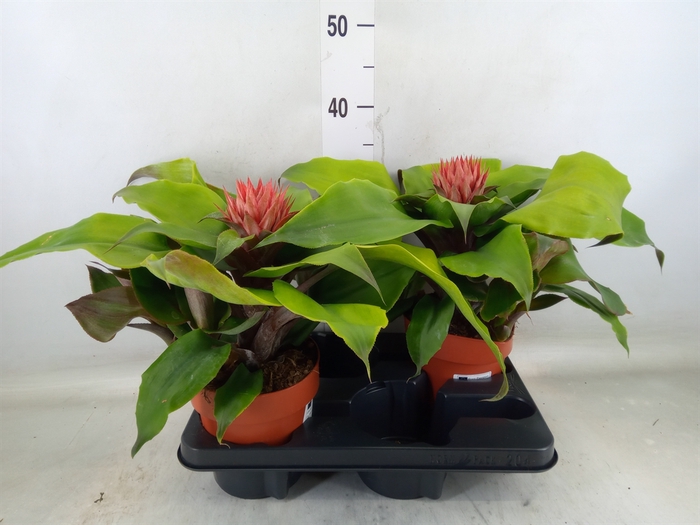 <h4>Aechmea tayoensis</h4>