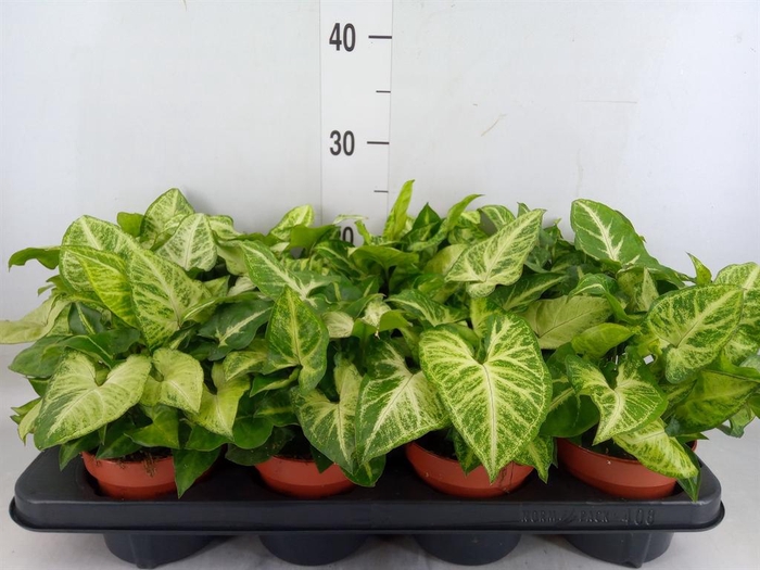 <h4>Syngonium  'Arrow'</h4>