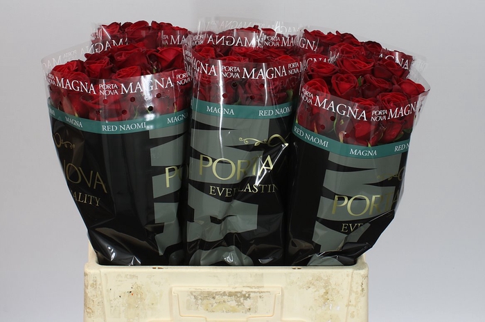 <h4>Rosa Gr Red Naomi Porta</h4>