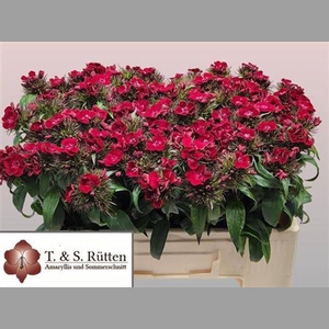 Di Barb B Diep Rood Coral