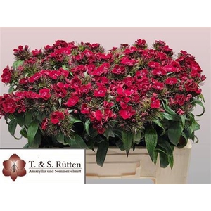 Di Barb B Diep Rood Coral
