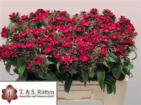 <h4>Di Barb B Diep Rood Coral</h4>