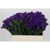 Limonium sinuatum Navy Sun Birds
