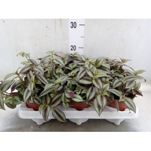 Tradescantia  'Zebra'