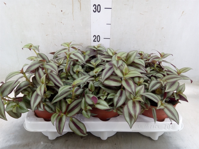 <h4>Tradescantia  'Zebra'</h4>