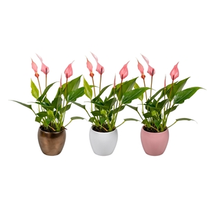 Anthurium 7 cm Lilli in Lisa Keramiek