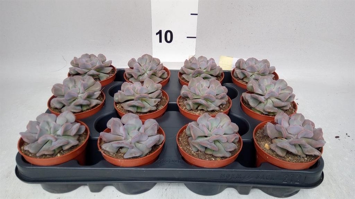 <h4>Echeveria   ...</h4>