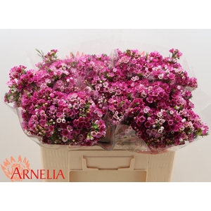 Chamelaucium Nina's Delight
