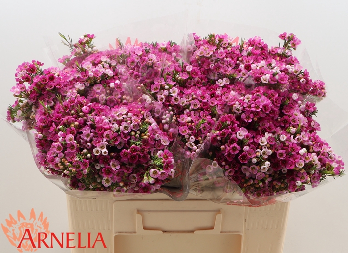 <h4>Chamelaucium Nina's Delight</h4>