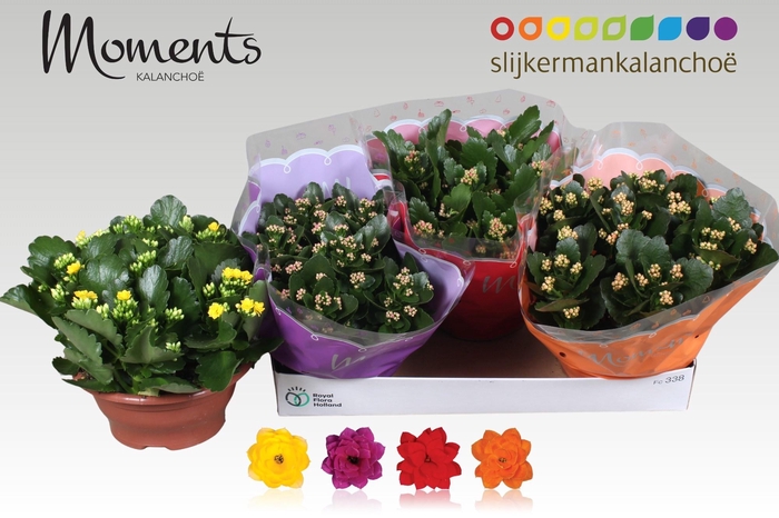 <h4>KAL GE GEM 4 KL</h4>