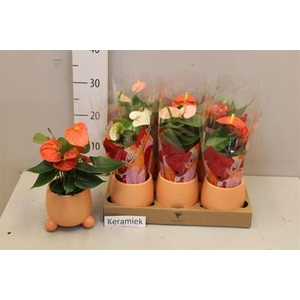 ARR ANTHURIUM