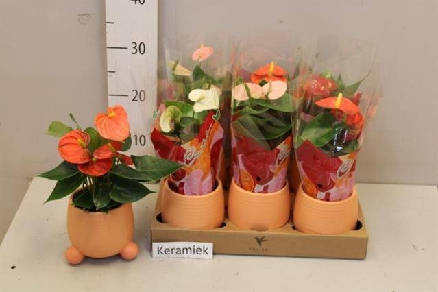 <h4>ARR ANTHURIUM</h4>