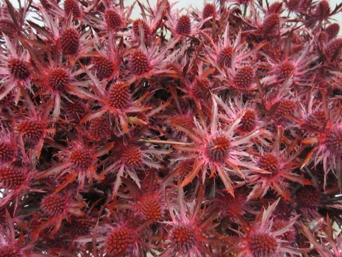 <h4>Eryn Orion Bordeaux L50</h4>