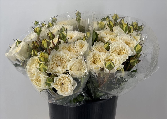 <h4>R Gr D Aus Patience</h4>