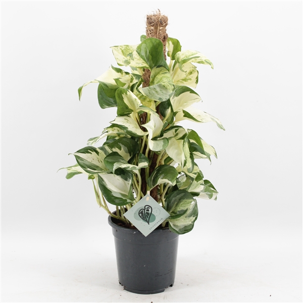 <h4>Epipremnum Manjula mosstok</h4>