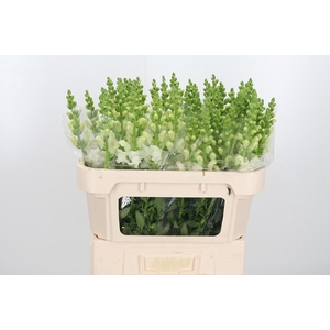 Antir Avignon Wh Imp