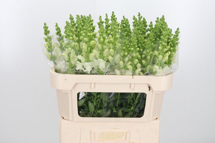 <h4>Antir Avignon Wh Imp</h4>