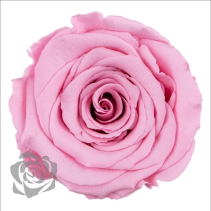 PRESERVED ROSA XL PIN 06