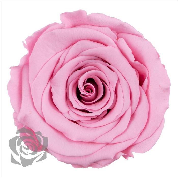<h4>PRESERVED ROSA LL PIN 06</h4>
