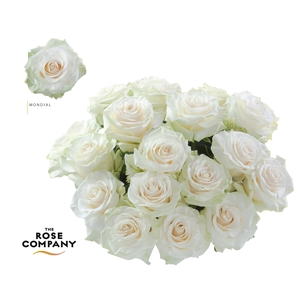 Rosa Ec Mondial